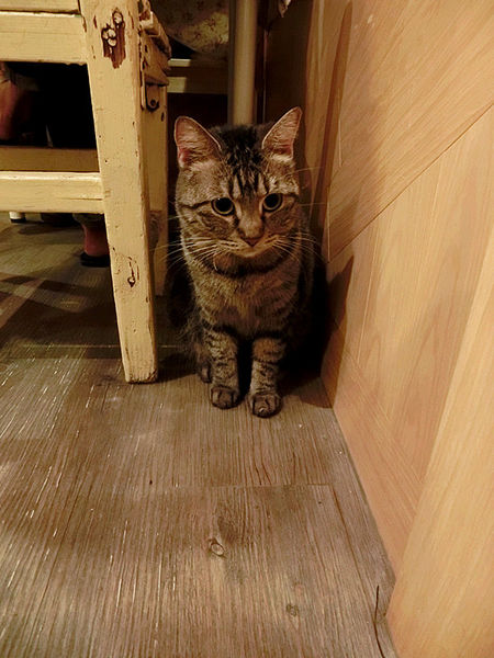 [高雄] 左營區 日光貓 Sunbeam Cat (原:弗拉薇夫人與貓) 寵物貓餐廳<3