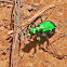 Six-Spotted Green Tiger Beetle