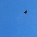 Red-tailed Hawk, (calurus)