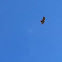 Red-tailed Hawk, (calurus)