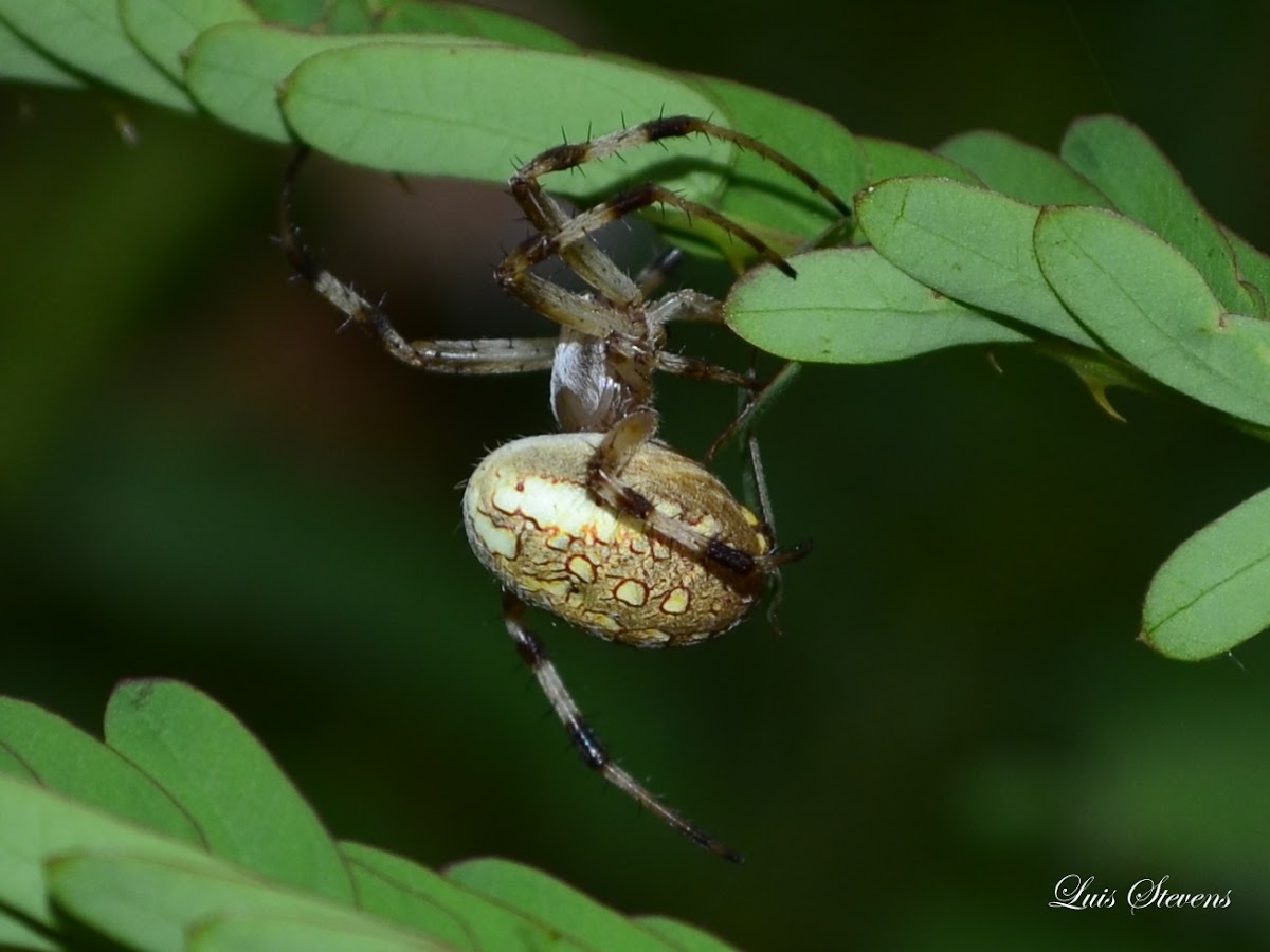 Marbeled Orb Weaver Spider