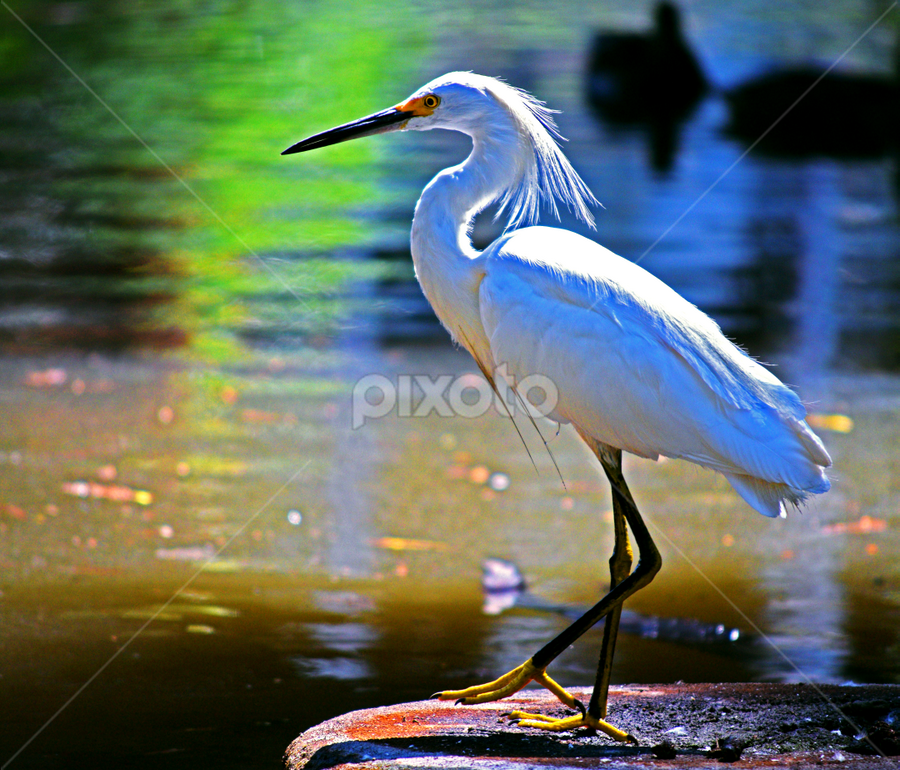 Eggret by 2Fat 2Furious - Animals Birds