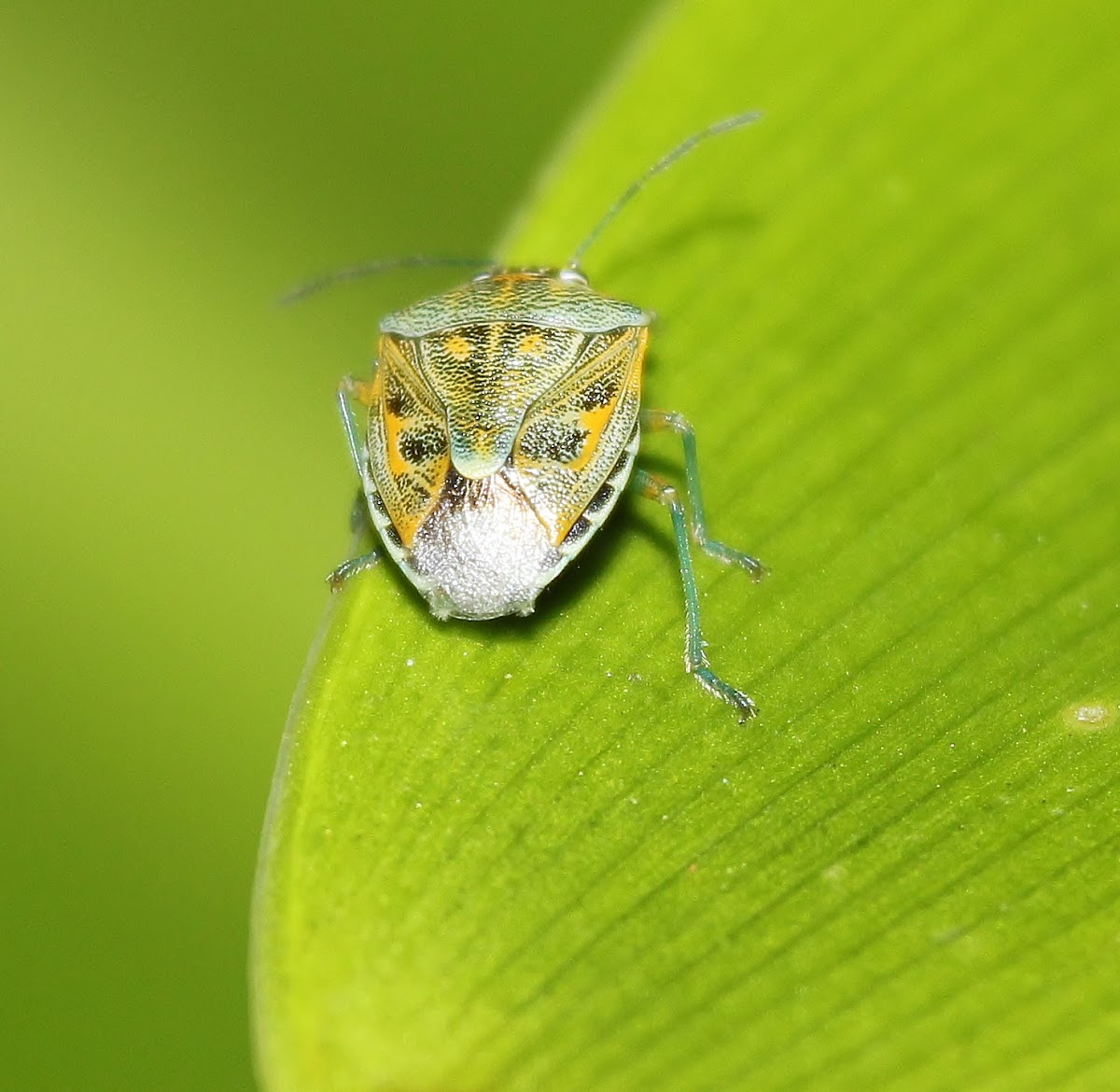 Antestia Bug