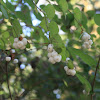 California snowberry