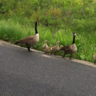 Canada Geese and goslings