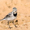 White Wagtail