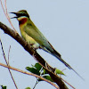 Blue-tailed Bee-eater