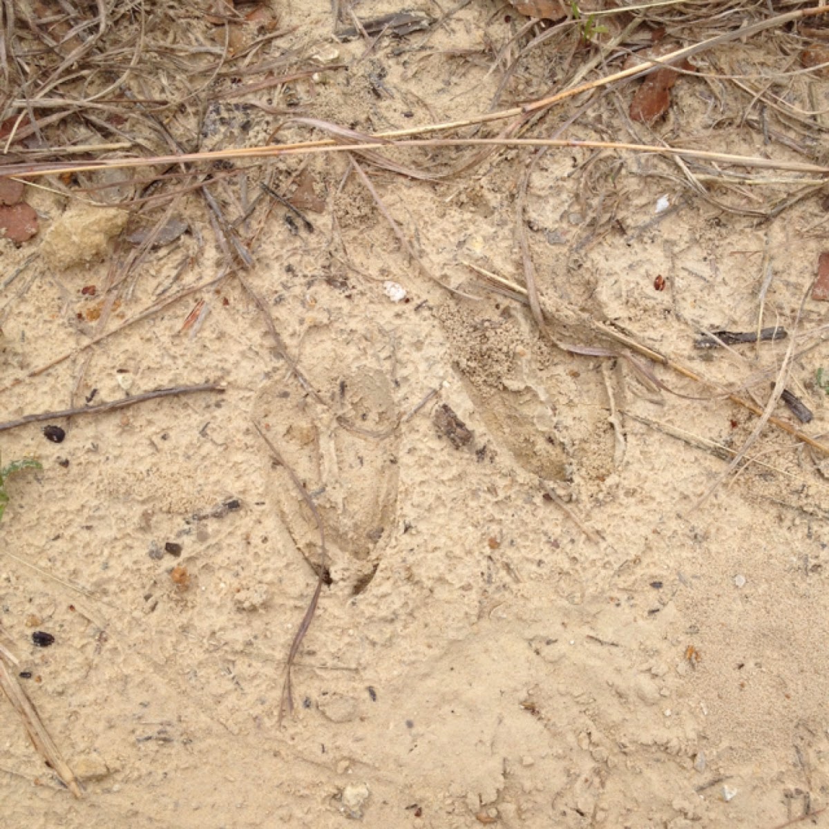 White-Tailed Deer (tracks)