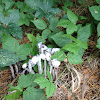 Ghost plant, Corpse Plant, Indian Pipe