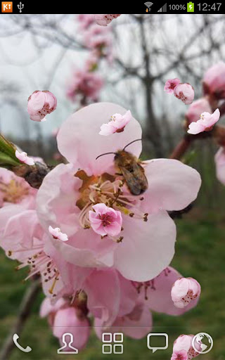 Peach Tree and Bee