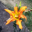 Tiger Lily