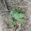 California Lace Fern