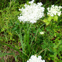 Minnesota Wild Flower