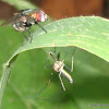 Fly & Mosquito