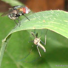 Fly & Mosquito