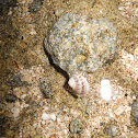 pūpū kui, common moon snail