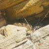Great Basin rattlesnake