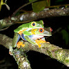 Red-Eyed Treefrog