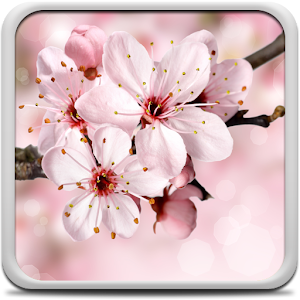Cherry Blossom Live Wallapper.apk 4.0