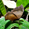 Pearly leafwing