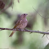Saffron finch (female)