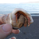 NZ hermit crab