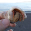 NZ hermit crab