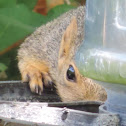 Fox Squirrel