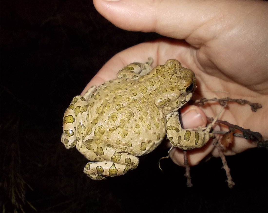 European green toad (Πρασινόφρυνος)