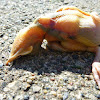 Dead baby bird