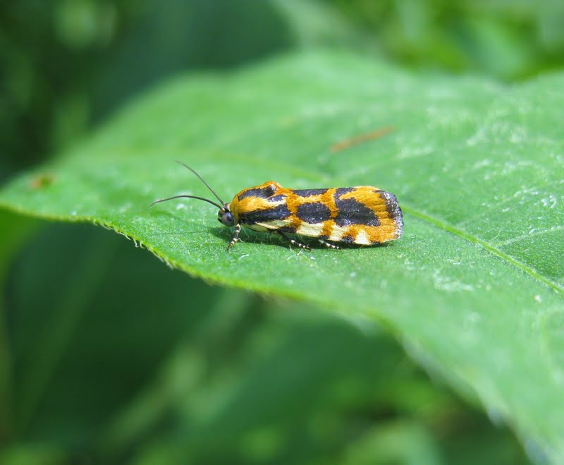 Common Spragueia Moth