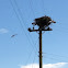 Osprey & nest
