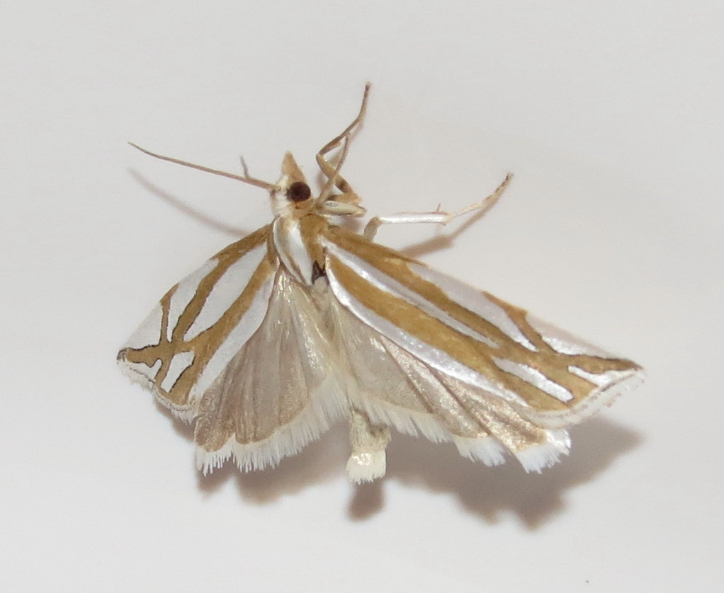 Snakeweed Borer Moth