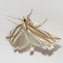 Snakeweed Borer Moth