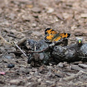 Silvery Checkerspot