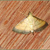 Rice Leaffolder Moth