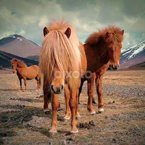 Horses in the wild west... by Kristján Karlsson - Animals Horses
