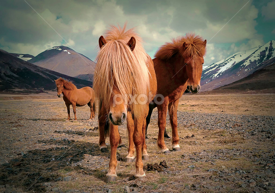Horses in the wild west... by Kristján Karlsson - Animals Horses