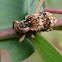 Mottled weevil