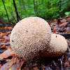 Common puffball