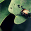 Japanese Beetle