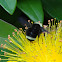 unidentified bumblebees