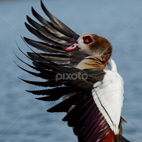 by James Blyth Currie - Animals Birds
