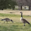 Canada geese