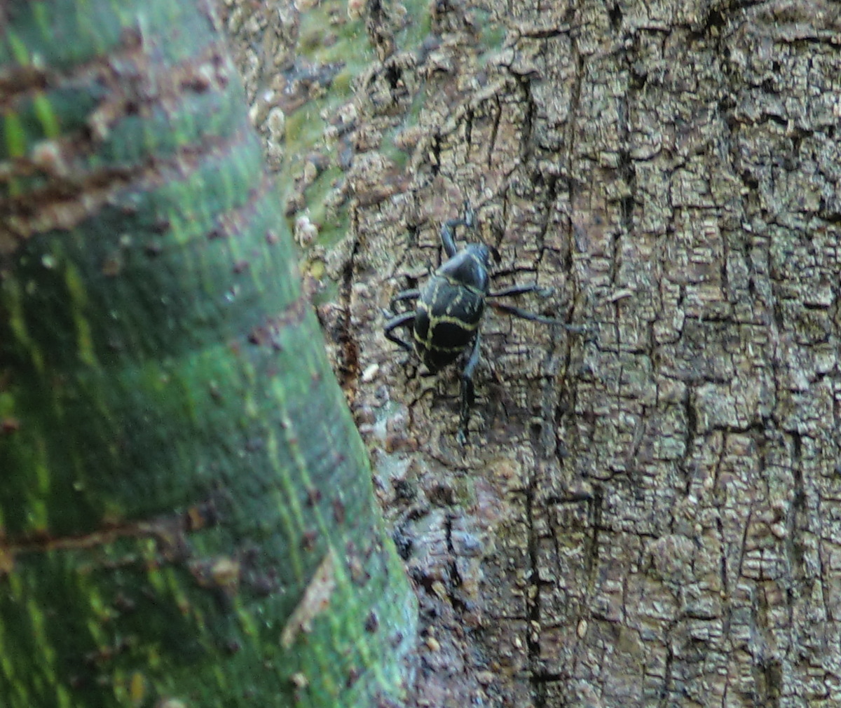 Rainforest weevil
