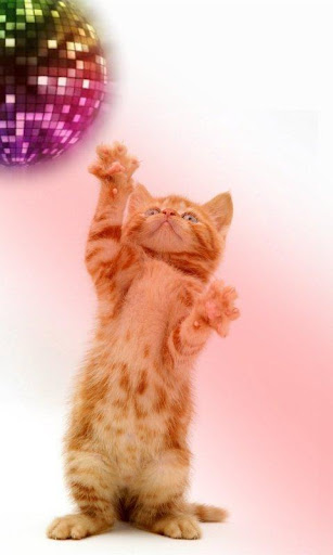 免費下載休閒APP|有趣的貓。跳舞和演奏 app開箱文|APP開箱王