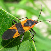 Large Milkweed Bug