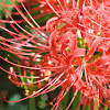 Red Spider Lily, Guernsey Lily