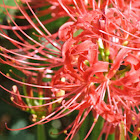 Red Spider Lily, Guernsey Lily