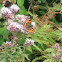 Small Tortoise Shell Butterfly